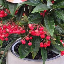 Karácsonyi növények