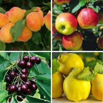 Gyümölcstermők