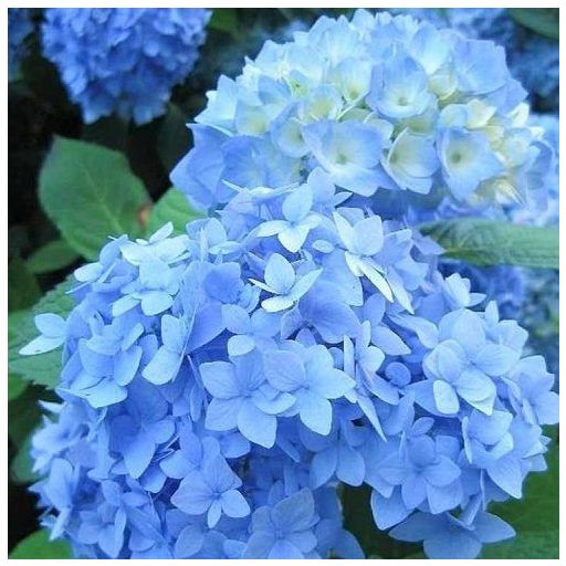 Hortenzia kék gömb