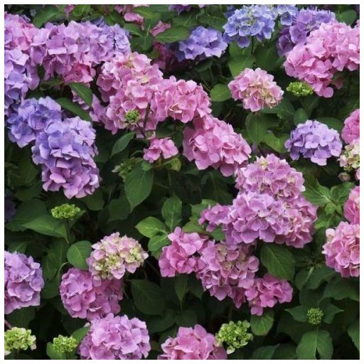 Hortenzia rózsaszín gömb