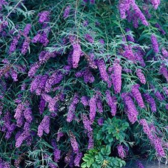 buddleia davidii 'black knight'