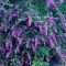 buddleia davidii 'black knight'