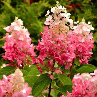 Bugás hortenzia Phantom