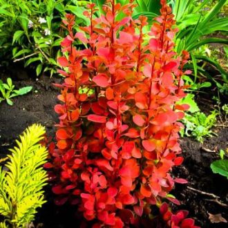 Berberis Orange rocket