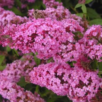 buddleia davidii pink delight