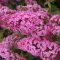 buddleia davidii pink delight