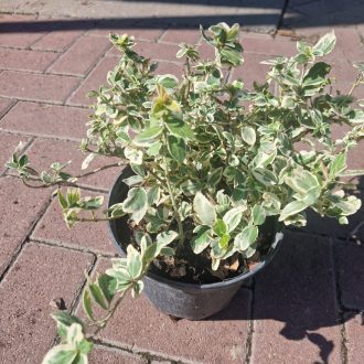 Kecskerágó Emerald Gaety