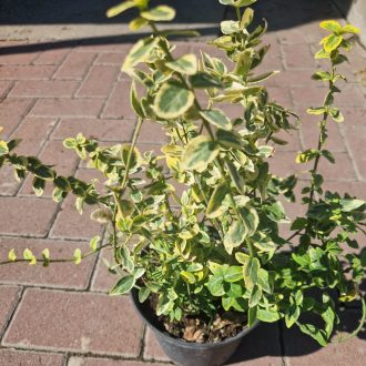 Kecskerágó Emerald'n Gold