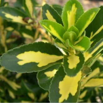 Japán kecskerágó Arany tarka