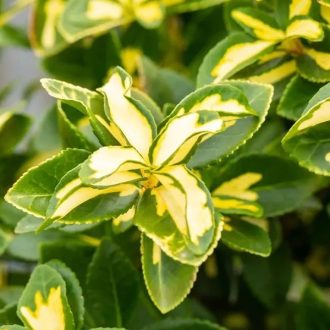 Japán kecskerágó Sunspot