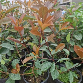 Korallberkenye 'Red Robin'