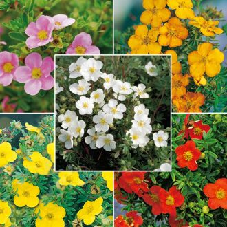 Potentilla fruticosa 'Lovely Pink'