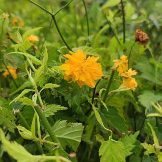 Japán boglárkacserje