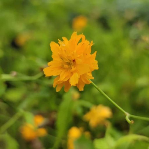 Japán boglárkacserje