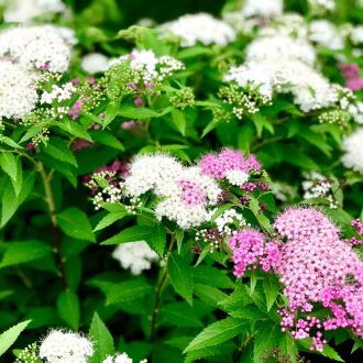 Japán gyöngyvessző 'Shirobana'