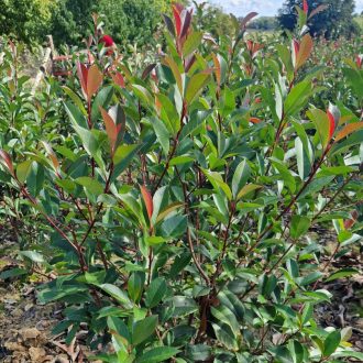 Korallberkenye 'Red Robin'fl
