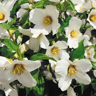 Illatos jezsámen 'Belle Etiole'