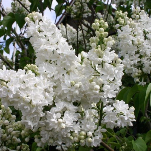 Kerti orgona 'Mme Lemoine'