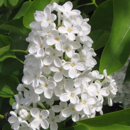 Kerti orgona 'Mme Lemoine'