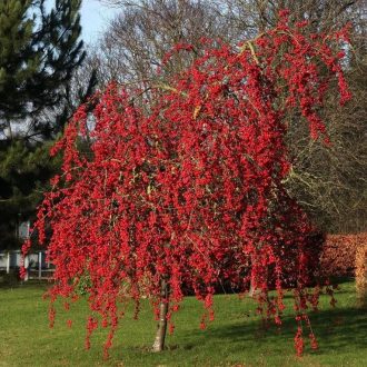Díszalma 'Red Jade'