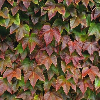 Japán vadszőlő