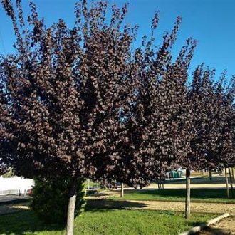 Díszcseresznye 'Schubert'