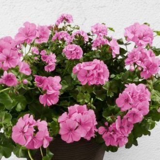 félfutó muskátli pink