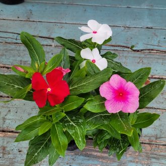 Vinca rosea