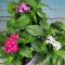 Egyiptomi Csillagcsokor (Pentas lanceolata)