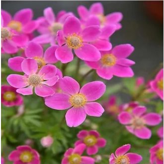 szellőrózsa - Anemone x lesseri 'Spring Beauty Pink'