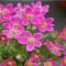 szellőrózsa - Anemone x lesseri 'Spring Beauty Pink'