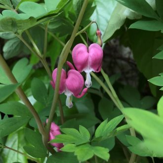 szívvirág - Lamprocapnos spectabilis