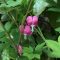 szívvirág - Lamprocapnos spectabilis