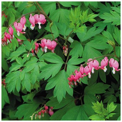 szívvirág - Lamprocapnos spectabilis