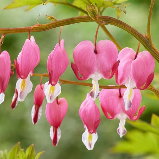szívvirág - Lamprocapnos spectabilis
