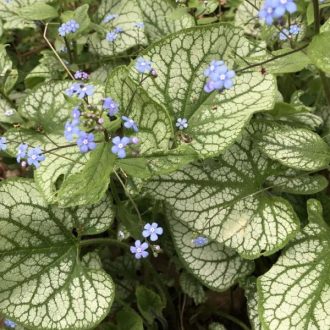 kaukázusi nefelejcs - Brunnera macrophylla 'Emerald Mist'