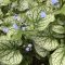kaukázusi nefelejcs - Brunnera macrophylla 'Emerald Mist'