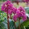bőrlevél - Bergenia cordifolia 'Winterglut'