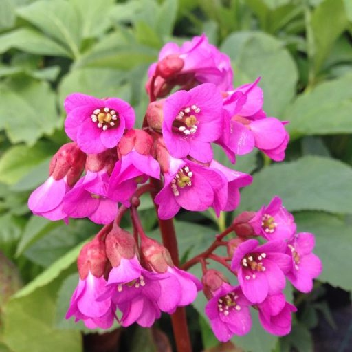 bőrlevél - Bergenia cordifolia 'Winterglut'
