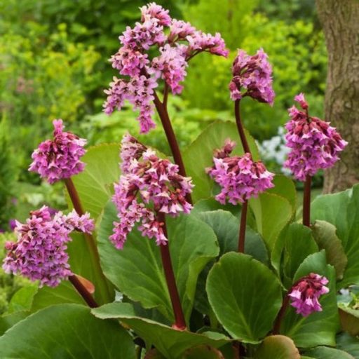 bőrlevél - Bergenia cordifolia 'Winterglut'