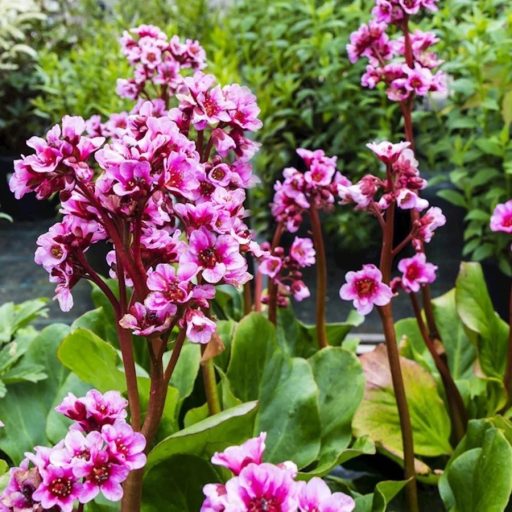 bőrlevél - Bergenia cordifolia 'Winterglut'