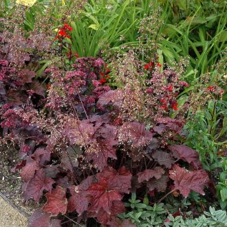 tűzeső - Heuchera micrantha 'Palace Purple'