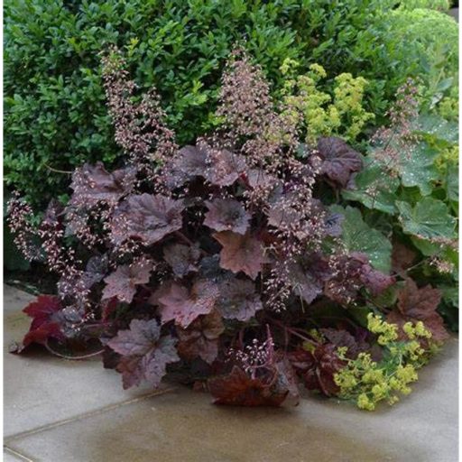 tűzeső - Heuchera micrantha 'Palace Purple'