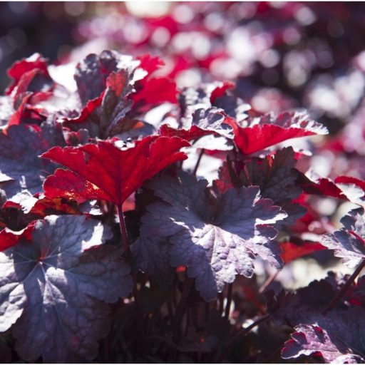 tűzeső - Heuchera micrantha 'Palace Purple'