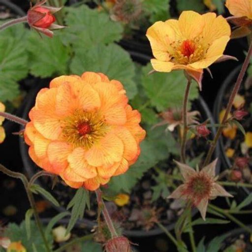 gyömbérgyökér - Geum 'Mango Lassi'