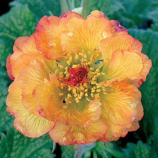 gyömbérgyökér - Geum 'Mango Lassi'