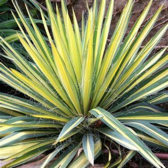 kerti pálmaliliom tarka - Yucca filamentosa 'Color Guard'