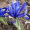 kék nőszirom - Iris germanica