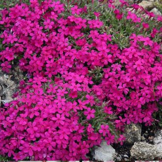 lángvirág - Phlox douglasii 'Red Admiral'