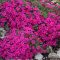 lángvirág - Phlox douglasii 'Red Admiral'
